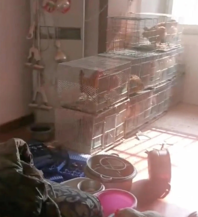 Арендаторы превратили квартиру с шикарным евроремонтом в курятник: владелец в шоке